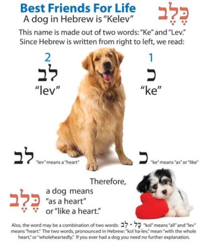 Hebrew Word Of The Day Dog Puppy כ ל ב כ ל ב ל ב